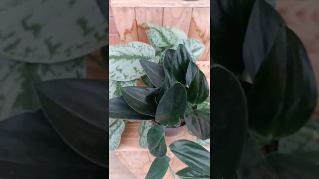 Plantas Colgantes смотреть онлайн