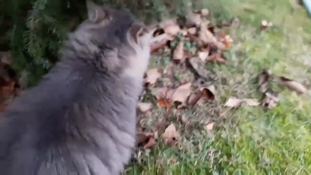Котик захотел по играть смотреть онлайн