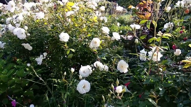 Розы Шрабы. Цветение. Восторги и сомнения. смотреть онлайн