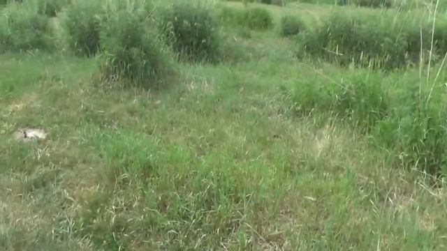 Природа учит о том, что мужчине не подобает растить волосы. Роман Фроликов в Потеряевке смотреть онлайн