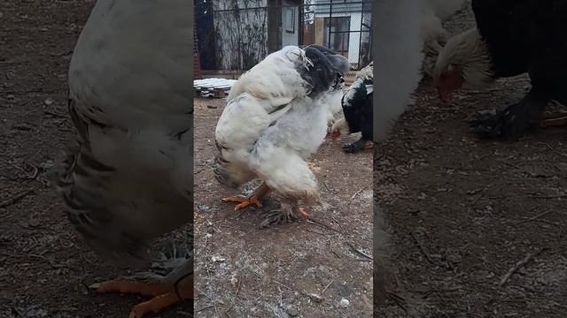 Куры Брама  ???