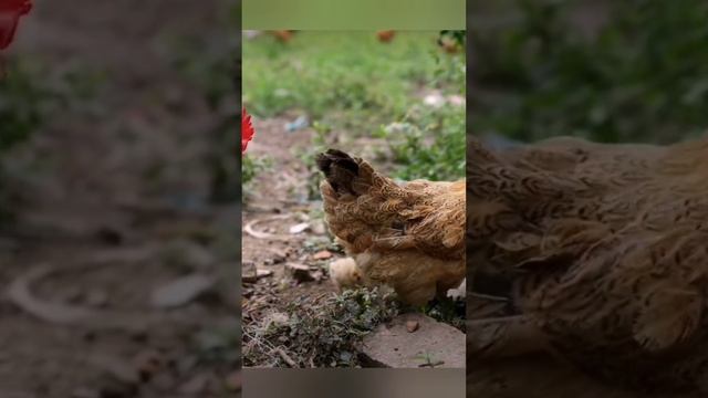 Идилия. Классика деревенской жизни ??? bayoun.ru #куры #цыплята #деревня смотреть онлайн