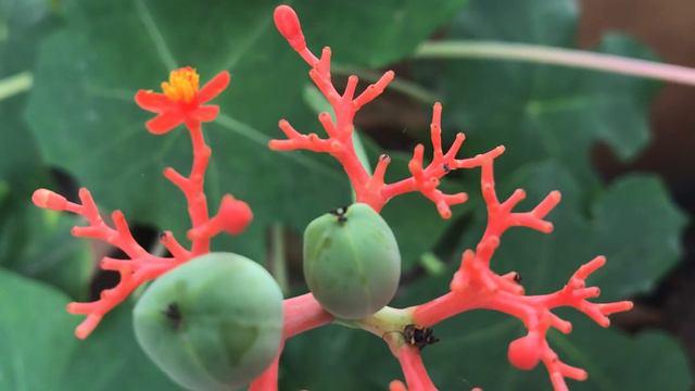 Beautiful Flower Plant 🌺🌺🌺 смотреть онлайн