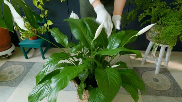 [4K] 그늘에서도 잘 자라는 식물 10가지 /현관에 배치한 키우기 쉬운 식물 소개 /이 식물들은 현관에서도 잘 자라요