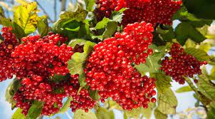 КАЛИНА. ВИА ОРИЗОНТ смотреть онлайн