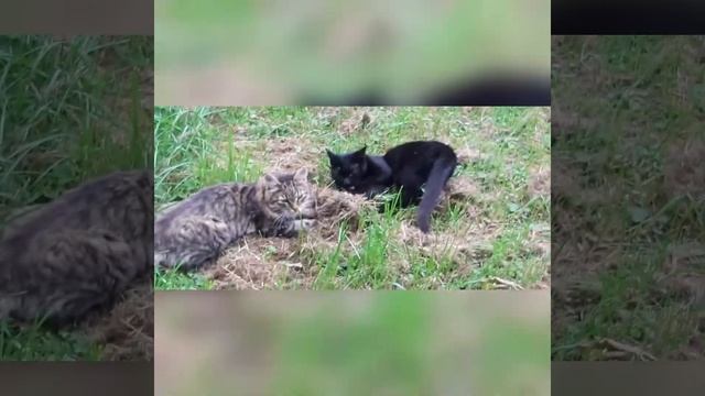 VLOG: 16/2020 | МОЙ ВТОРОЙ УЧАСТОК. смотреть онлайн