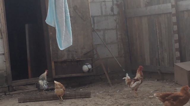 Бой петухов смотреть онлайн