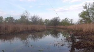 Короткие удилища.Летний кивок.Тактика лова.