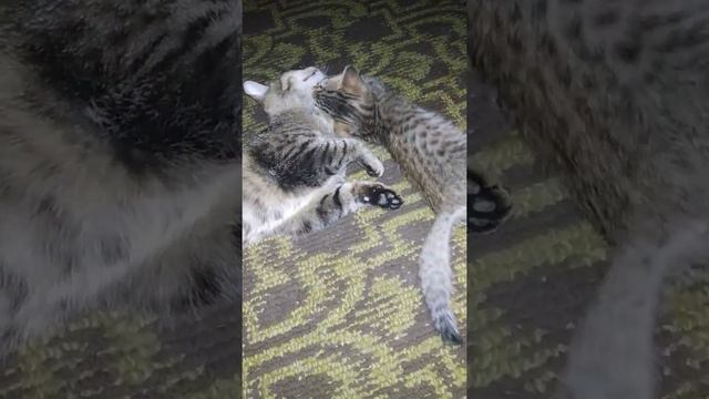 Котенок играет с мамой 😊 а мать очень терпеливая🤣 смотреть онлайн
