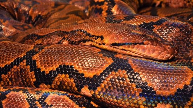 Snake Dream During Pregnancy - Dream Interpretation & Meaning