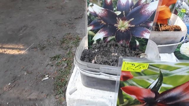 Kyiv today. Выставка тюльпанов на Певческом поле в Киеве 2018. Exhibition of tulips 2018. смотреть онлайн