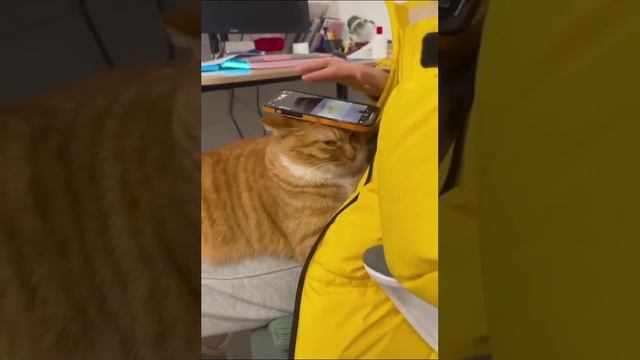 Кот как подставка для телефона смотреть онлайн