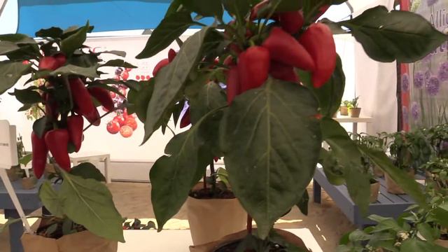 Spring Trials 2018: PRUDAC смотреть онлайн