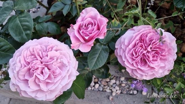Beautiful modern roses. Part 2. Hystad rose garden 2022. смотреть онлайн