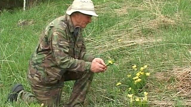 Первоцвет крупночашечный (лекарственный) смотреть онлайн