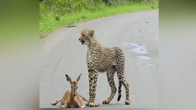 Гепард в деле кошмарит антилопу. Гепард напал.