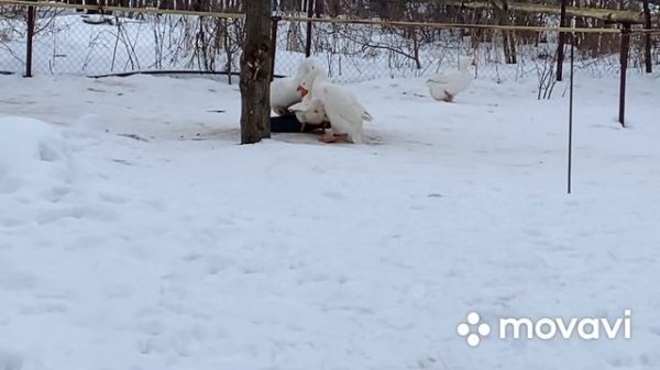 Если захромал Гусак/ Чем его можно вылечить/Рабочая схема лечения Гусей