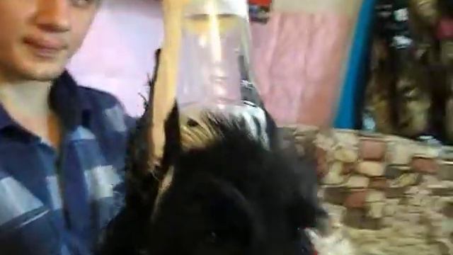 п-к  Роман-Кош..Роман-Кош Лотос Лонг Лайф. 54 дня. сын Роман-Кош Есмиральды и РК Джайва Квика