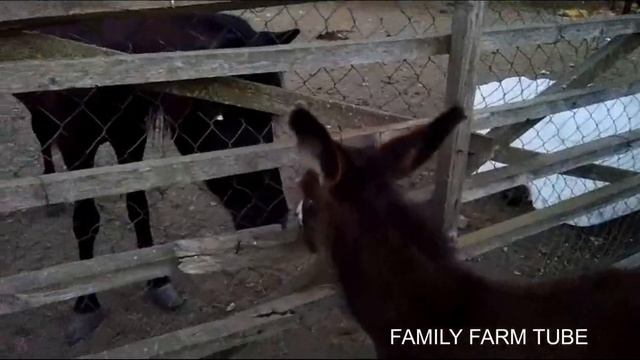 SMALL BURRO VS BIG DONKEY // Horses, Donkeys and Mules !!! смотреть онлайн
