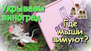 ? Укрытие винограда на зиму - 2.  Повреждение мышами