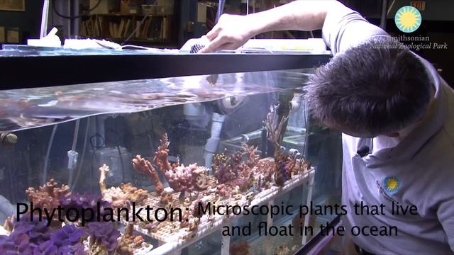 Giant Clams Debut At The Invertebrate Exhibit