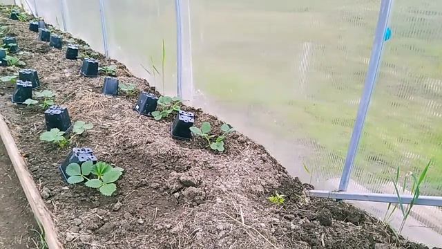 Я купила шикарную рассаду, с огромными корнями // Как и что делать // Ягодная Империя Анастасии смотреть онлайн