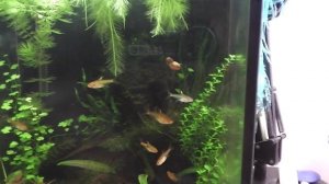 Тетра Аманда. Рыбка для нано аквариума.