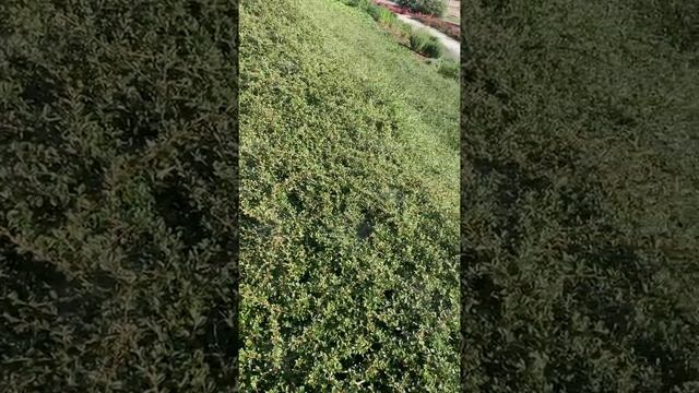 Как обыграть склон на участке. Дизайн участка смотреть онлайн