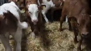 Телёнок порода "сементал"