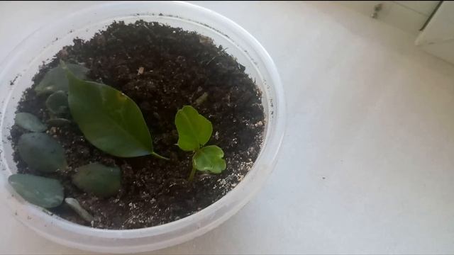 Выращиваем оливу из косточки оливки из консервов. смотреть онлайн