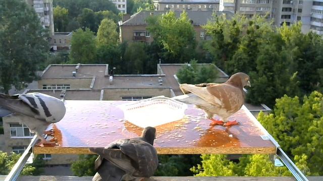 Pigeons fight for food. Pigeon feeding. Alpha dove. Part 2. #pigeon #fight #feeding смотреть онлайн