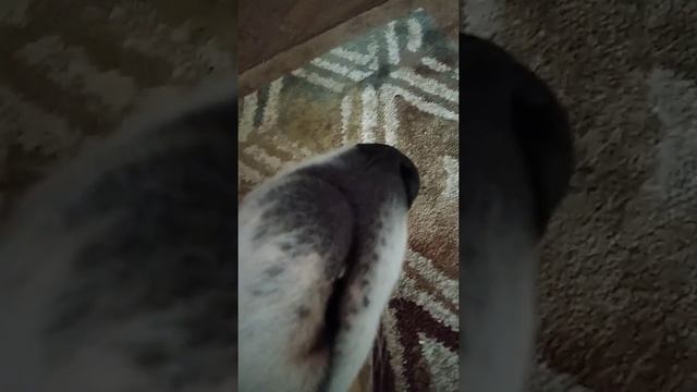 самая милая собака в мире! смотреть онлайн
