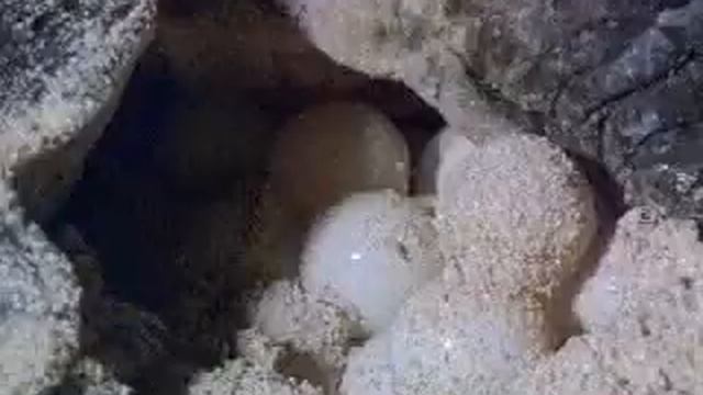 черепаха размножение смотреть онлайн