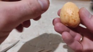 КАК ВЫРАСТИТЬ АВОКАДО ИЗ КОСТОЧКИ В ДОМАШНИХ УСЛОВИЯХ. Часть 1