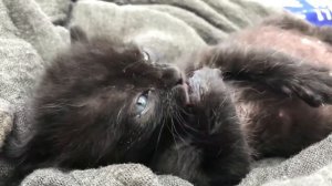 К чему снится кошка с котятами толкования сонников