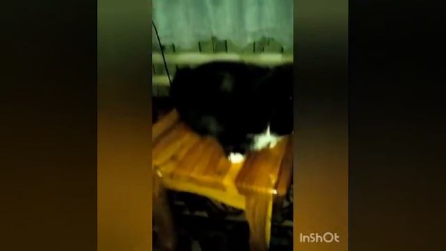 Котик по имени барсик рассказывает стих "У лукоморья дуб зелёный" смотреть онлайн