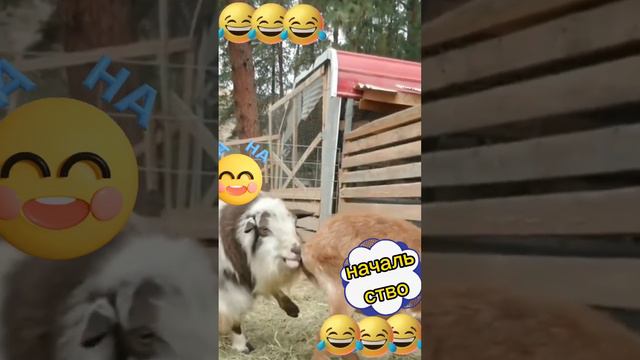 твои коллеги по работе и начальство. прикол. #camedy #shortsvideo #приколы #прикол #смех #козел смотреть онлайн