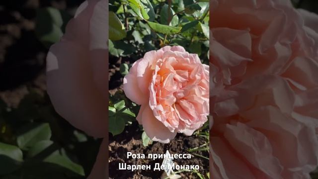 Роза принцесса Шарлен Де Монако/ rose Princesse Charlene De Monaco смотреть онлайн