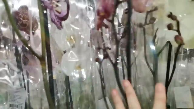 Леруа:ПОТРЯСАЮЩИЙ привоз ОРХИДЕЙ! 11.11.23,ТЦ "Космопорт" Самара,Леруа Мерлен, ул. Дыбенко,30. смотреть онлайн