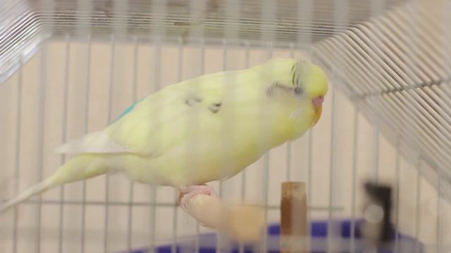 Веселое пение волнистых попугаев.