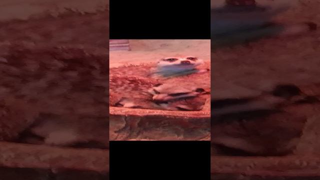 Сходили в зоопарк со всем классом! 1 часть смотреть онлайн