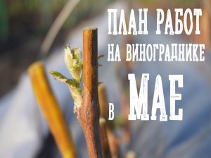 ПЛАН РАБОТ НА ВИНОГРАДНИКЕ В МАЕ