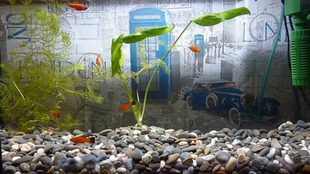 ВСЁ О РЫБКЕ - МЕЧЕНОСЕЦ | В КРАЦИИ | смотреть онлайн