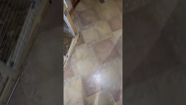 Хорек Мила и дети смотреть онлайн