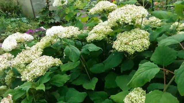 Обзор цветов в саду у Татьяны, автора канала ‘Записки Цветовода’ смотреть онлайн