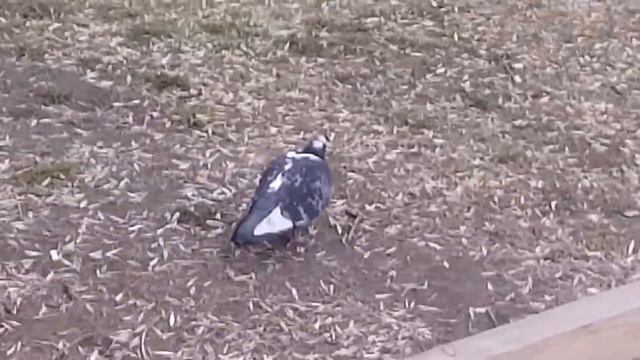 Punks No Death // Голубь -панк.