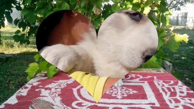 Туркменский волкодав документы РКФ смотреть онлайн