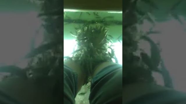 Таиланд рыбы чистильщики смотреть онлайн