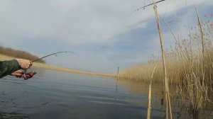 Сезон 2020 после нереста щуки. Рыбалка на Кубани.  Попали в жер щуки. Брюховецкий район. Часть 2