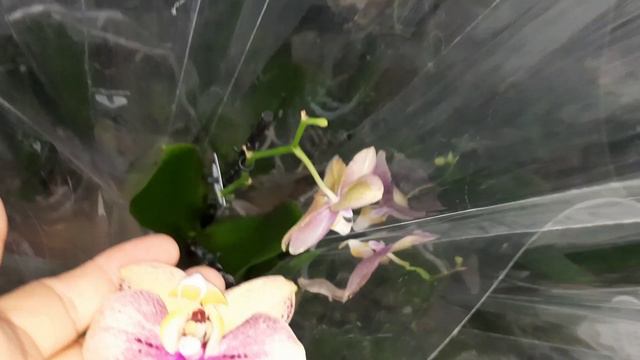 НОВЫЕ ОРХИДЕИ В РОСТКЕ // 28.06.24// смотреть онлайн